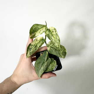 Z-4828 - Scindapsus pictus 'Peasun'