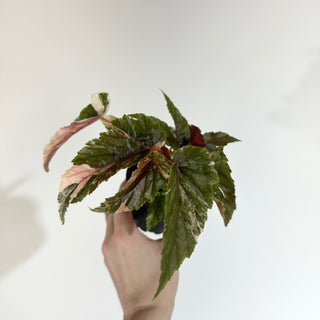Begonia 'Ginny Galaxy' [#2015]