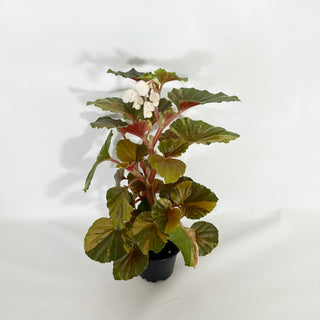 Begonia cucullata (variegated) [#1472]