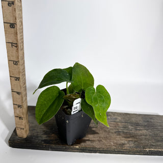 Anthurium 'Big Bertha' x 'Arnold Schwarzenegger' [#1797]