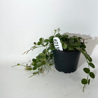 Hoya sp. aff. serpens [#2135]