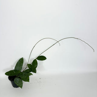 Hoya sp. Lai Chau (long leaf, splash)[#2119]