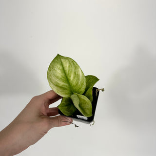 Z-4706 - Scindapsus treubii 'Moonlight Mint'