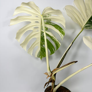 Monstera deliciosa var. borsigiana albo-variegata [#2350]