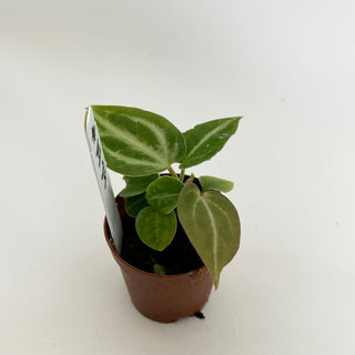 Anthurium 'Brielle'/'Michelle' x self - 3 Seedlings [#1479]