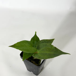 Anthurium Wu papillilaminum x 'Arnold Schwarzenegger' [#1719]