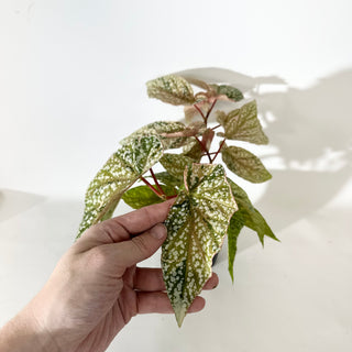 Begonia 'Snow Capped' (Variegated) [#2055]