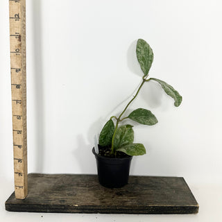 Hoya waymaniae 'Cloudy Sky' [#2293]