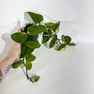 Z-4953 - Scindapsus 'Jade Satin' albo-variegata