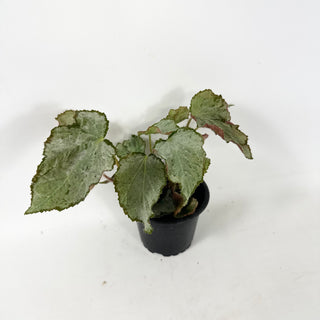 Begonia 'Madhatter' [#1940]