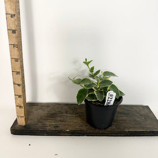 Hoya cumingiana albo-marginata [#2286]