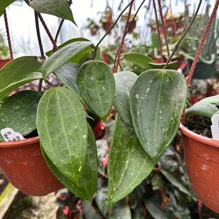 Hoya latifolia ‘Bai Bua’