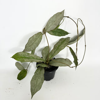 Hoya mitrata (silver) [#2122]