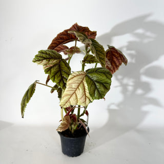 Begonia metallica variegata [#2056]