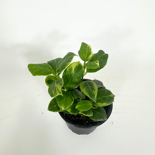 Hoya obscura (outer variegated) [#2206]