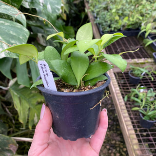 Hoya sp. Yellow Sapphire