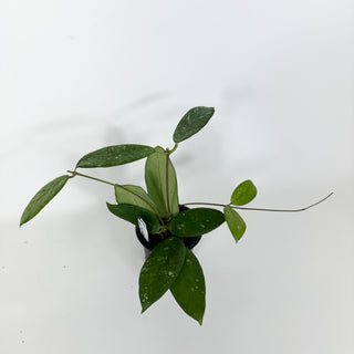 Hoya sp. Lai Chau (long leaf, splash) [#2198]