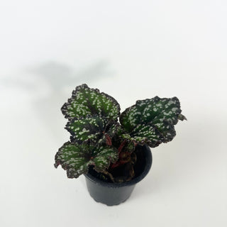 Begonia 'Fairytale' [#2124]
