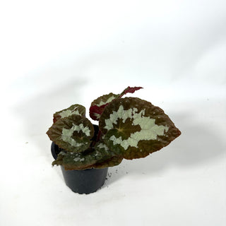 Begonia rex (putzey) [#2171]