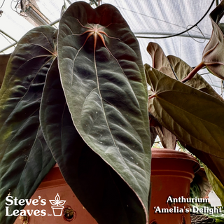 Anthurium 'Amelia's Delight' x 'Prince of Darkness' - 3 Seedlings [#1343]