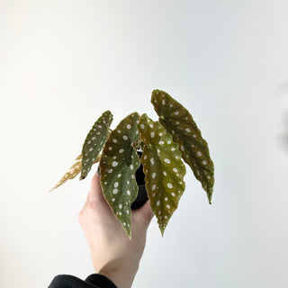 Begonia maculata (Variegated) [#2240]