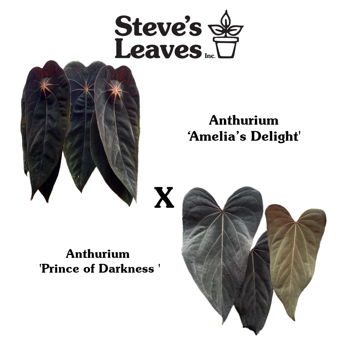 anthurium amelia's delight Anthurium 'Amelia's Delight' x 'Prince of Darkness'