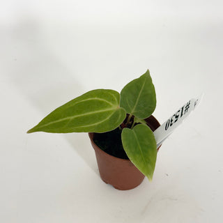 Anthurium magnificum x 'Arnold Schwarzenegger' - Seedling [#1530]