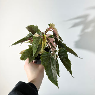 Begonia 'Ginny Galaxy' [#2245]