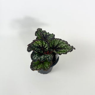 Begonia 'Fairytale' [#2124]
