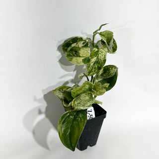 Z-5073 - Scindapsus 'Jade Satin' albo-variegata