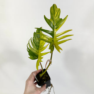 Z-4319 - Philodendron 'Florida Beauty' x tortum **NEW Release**