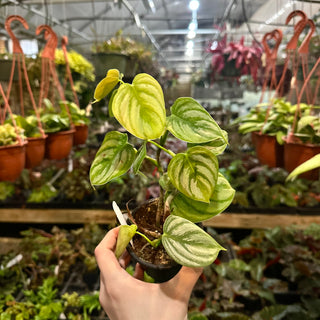 Philodendron aff. brandtianum