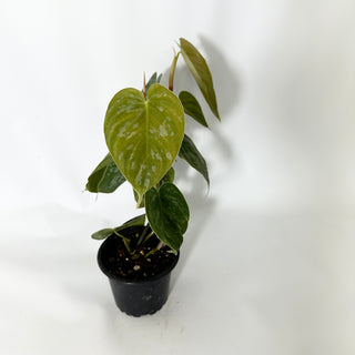 Z-4797 - Philodendron aff. brandtianum (Shingling Form)