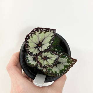 Begonia 'Dolce Vita' [#1655]