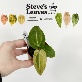 Anthurium 'Arnold Schwarzenegger' x 'Chuck Norris' - Seedling [#1360]