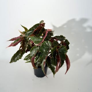 Begonia 'Ginny Galaxy' [#2244]