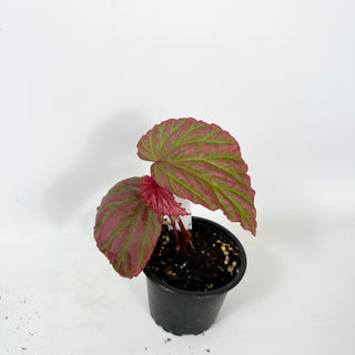 Begonia "Crazy Pink" [#2419]