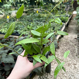 Hoya parasitica (North Habli)