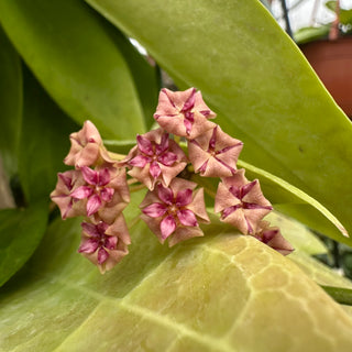 Hoya sp. UT-039