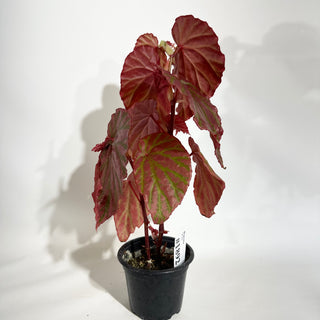 Begonia "Crazy Pink" [#1892]