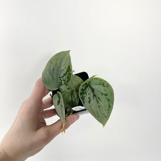 Scindapsus pictus "Silver"