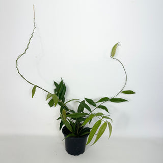 Hoya megalantha [#2287]