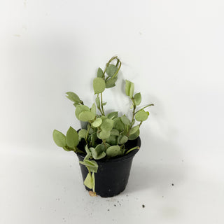 Hoya lacunosa Orange Skin [#1720]