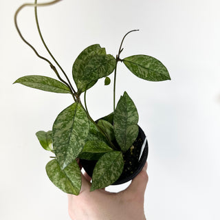 Hoya crassipetiolata (Splash) [#2058]