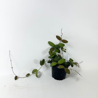 Hoya sp. GPS-7240 [#2020]