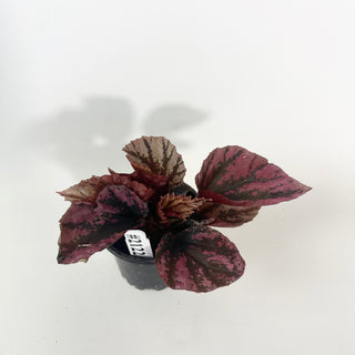 Begonia 'Snowberry' [#2122]
