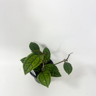 Hoya callistophylla 'Vena' [#1964]