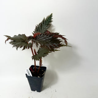 Begonia serratipetala 'Miri' [#2007]