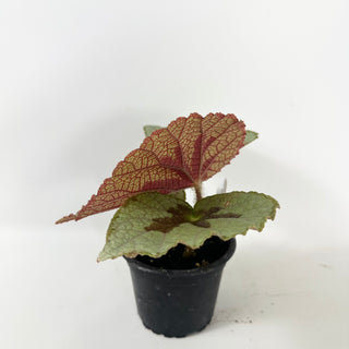 Begonia lanternaria [#2488]