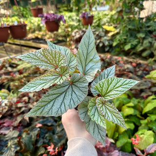 Begonia 'Don Miller'